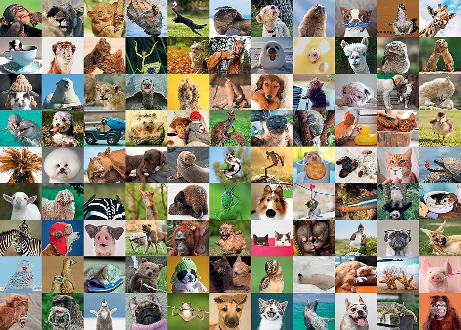 Buy Ravensburger 99 Funny Animals Puzzle 1000pc