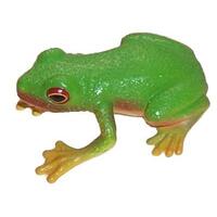 Science & Nature - Red Eyed Green Tree Frog