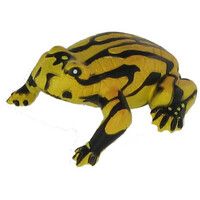 Science & Nature - Corroboree Frog