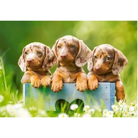 Castorland - Cute Daschunds Puzzle 500pc