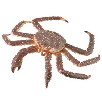 Collecta - King Crab 88851
