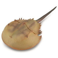 Collecta - Horseshoe Crab 88905