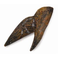 Collecta - Triceratops - Tooth Replica 89283