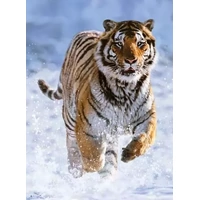 Ravensburger - Tiger in Winter Puzzle 500pc