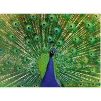 Ravensburger - Peacock Puzzle 500pc