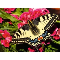 Ravensburger - Butterfly Puzzle 500pc