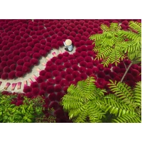 Ravensburger - A Sea of Red Puzzle 500pc