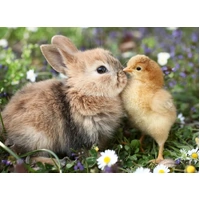 Ravensburger - Rabbit and Chick Puzzle 500pc