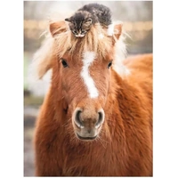 Ravensburger - The Little Rider Puzzle 500pc