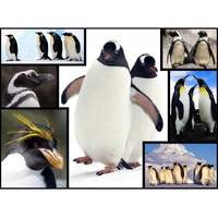 WWF - Penguins Puzzle 1000pce