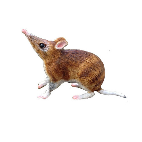 Science & Nature - Bandicoot