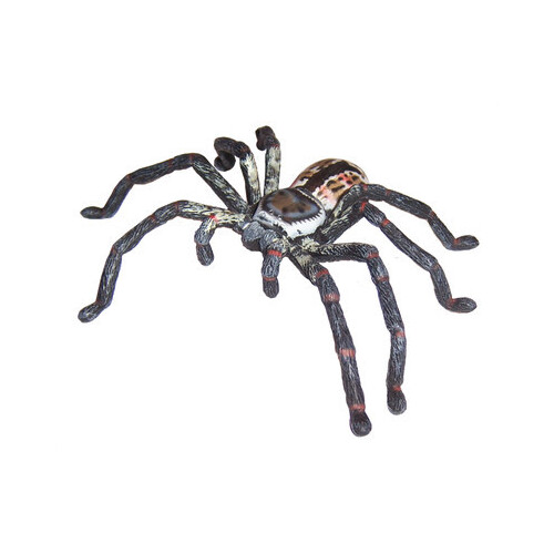 Science & Nature - Huntsman Spider
