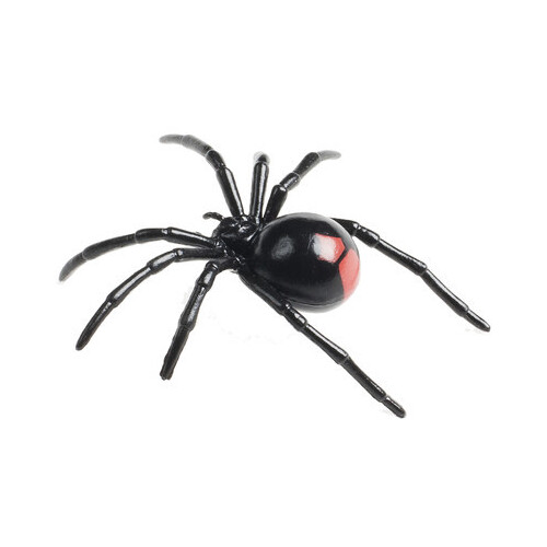 Science & Nature - Redback Spider