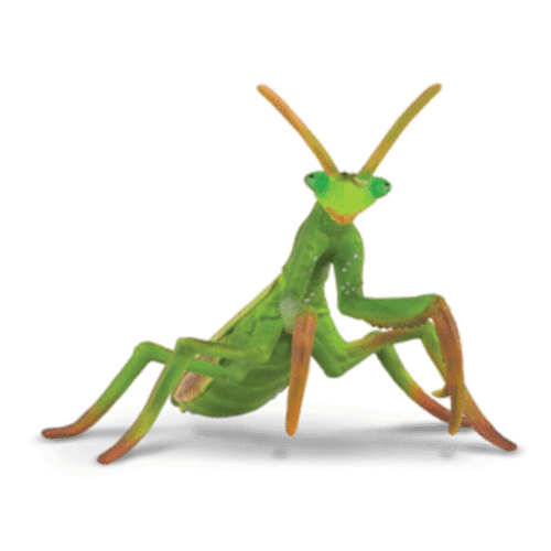Collecta - Praying Mantis 88351