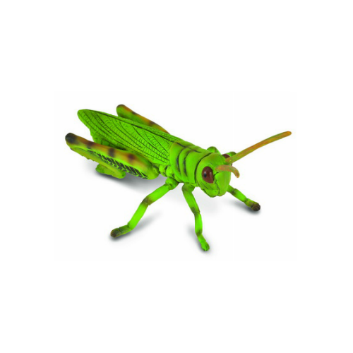 Collecta - Grasshopper 88352