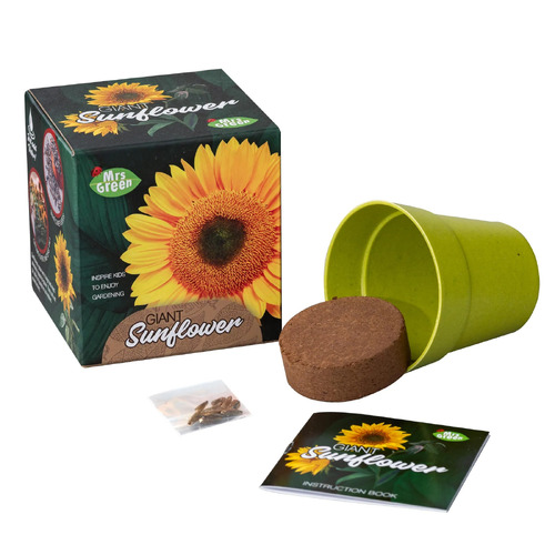 Mrs Green - Grow Your Own Giant Sunflower