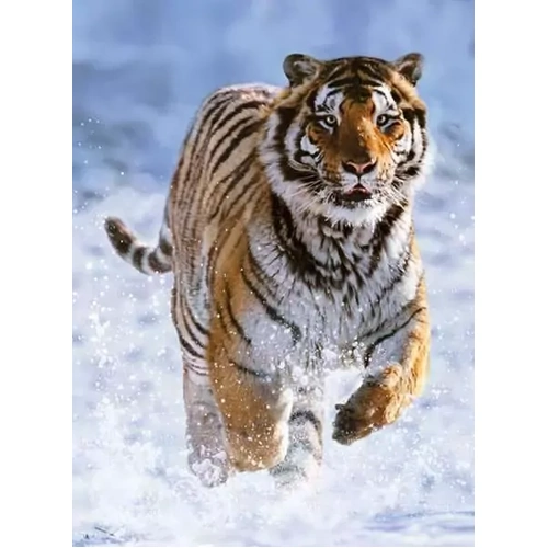 Ravensburger - Tiger in Winter Puzzle 500pc