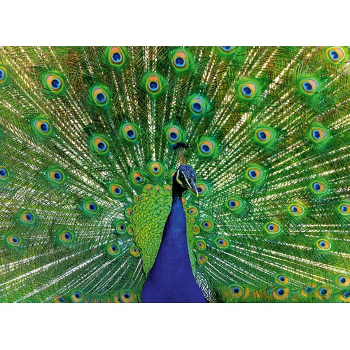 Ravensburger - Peacock Puzzle 500pc