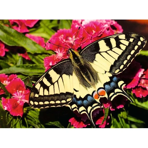 Ravensburger - Butterfly Puzzle 500pc